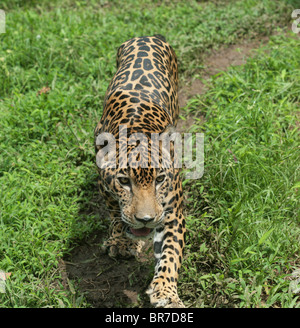 Jaguar d'errer dans l'environnement tropical de la Soberanía Parc Naturel, au Panama. Banque D'Images