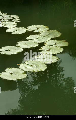 Les feuilles de Lotus ou nénuphar avec réflexion en eau calme. Banque D'Images