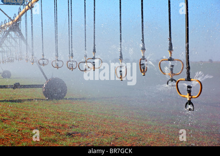 L'irrigation des cultures à pivot central avec système d'aspersion d'eau Banque D'Images