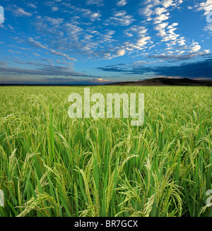 Champ de riz vert luxuriant avec un ciel bleu et nuages Banque D'Images
