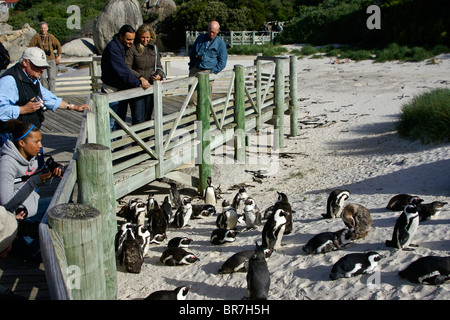 Les touristes regarder jackass penguins, blocs, Simon's Town, péninsule du Cap, Afrique du Sud Banque D'Images