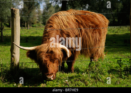 Une vache à cornes ou bull mettre sa tête dans une clôture en fil barbelé d'atteindre et de manger de l'herbe de l'autre côté. Banque D'Images