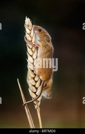 Micromys minutus souris ; la récolte ; sur l'épi de blé Banque D'Images