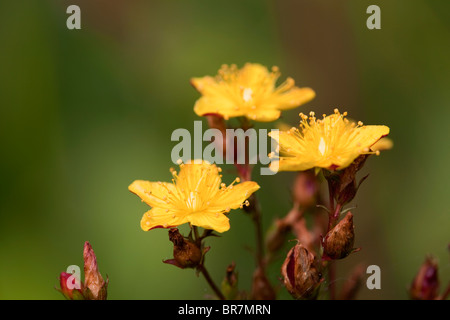 Pétiolées Square St John's Wort, Hypericum tetrapterum Banque D'Images