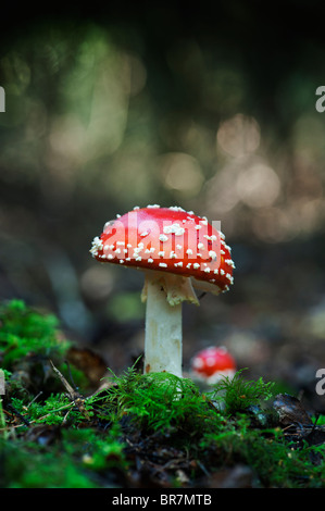 Amanita muscaria, voler des champignons agaric dans un bois. Banque D'Images
