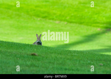 Seul lapin sauvage en campagne, looking at camera. Banque D'Images