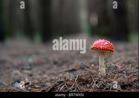 Amanita muscaria, voler dans un champignon agaric des bois anglais. Banque D'Images