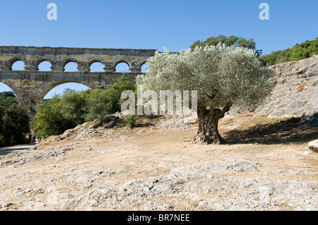 Arbre généalogique olive avec le Pont du Gard sur l'arrière-plan, Languedoc-Roussillon, France Banque D'Images