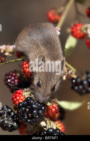 Souris en bois ; Apodemus sylvaticus ; sur les framboises Banque D'Images