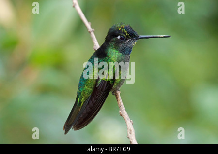 Colibri magnifique (Eugene fulgens) mâle adulte, perché sur branche, Costa Rica, Amérique centrale Banque D'Images