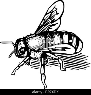 Une Illustration En Noir Et Blanc D Une Abeille Photo Stock Alamy