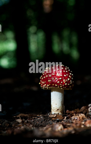 Amanita muscaria, voler dans un champignon agaric des bois anglais. Banque D'Images