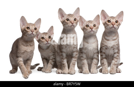 Ocicat chatons, 13 semaines, in front of white background Banque D'Images