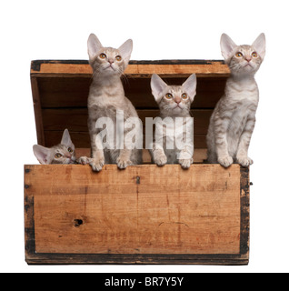 Ocicat chatons, 13 semaines, sortant d'une boîte en bois, in front of white background Banque D'Images