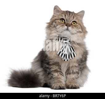 British Longhair chaton portant une cravate, 3 months old, in front of white background Banque D'Images