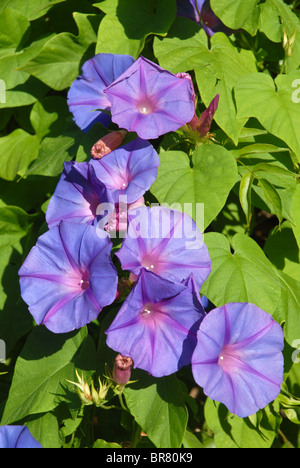 Gloire du matin, Ipomoea Banque D'Images