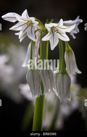 L'Allium triquetrum Banque D'Images