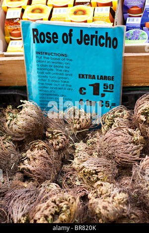 Rose de Jéricho des bulbes à fleurs en vente au marché aux fleurs d'Amsterdam, Hollande Banque D'Images