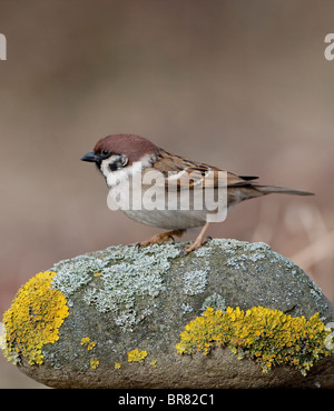 (Eurasie) Moineau friquet (passer) momtanus perché sur un rocher couvert de lichens Banque D'Images