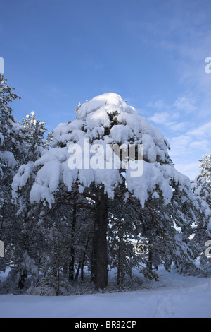 Caledonian Scots pine, Pinus sylvestris, arbre couvert de neige, le parc national de Cairngorm, l'Ecosse UK Banque D'Images