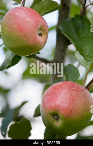 Deux pommes à cidre rouge mûr suspendu à un arbre dans un portrait Somerset orchard Banque D'Images