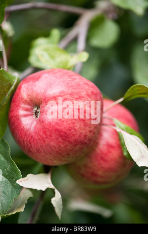 Deux pommes à cidre rouge mûr suspendu à un arbre dans un portrait Somerset orchard Banque D'Images