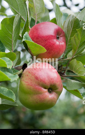 Deux pommes à cidre rouge mûr suspendu à un arbre dans un portrait Somerset orchard Banque D'Images