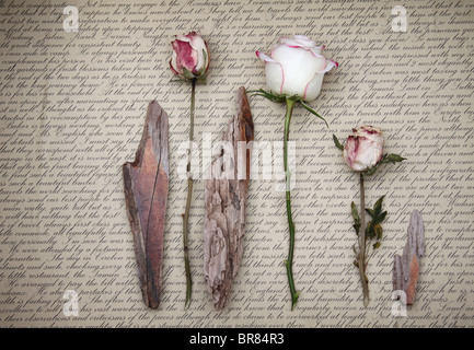 Nature morte à la rose séchée et de bois flottant sur un fond de script. Banque D'Images