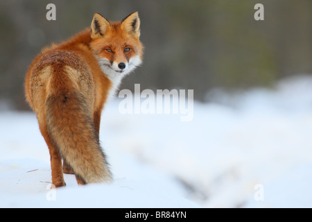 Wild Red Fox (Vulpes vulpes), portrait de l'hiver. Banque D'Images