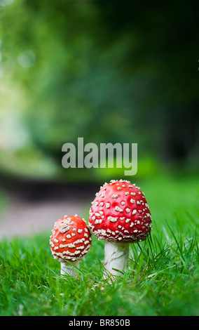 Amanita muscaria, voler les champignons agaric des bois à côté d'un chemin. Banque D'Images