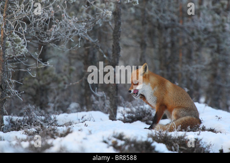 Wild Red Fox (Vulpes vulpes) laver sa bouche avec une patte après avoir mangé. Banque D'Images