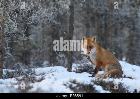 Wild Red Fox (Vulpes vulpes) laver sa bouche avec une patte après avoir mangé. Banque D'Images