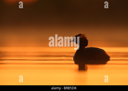 Quantite Grebe (Podiceps auritus) après le coucher du soleil, dans l'eau d'or. Printemps 2010 Banque D'Images