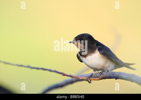 L'hirondelle rustique (Hirundo rustica) perché sur une branche. Banque D'Images