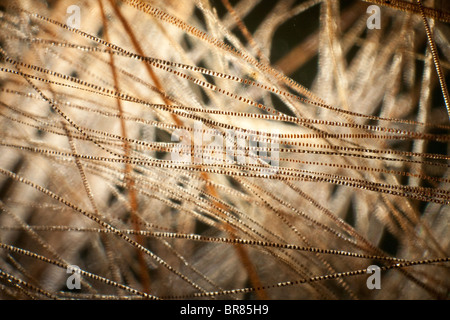 Darkfield photomicrographie, poils de souris domestique (Mus musculus) Banque D'Images