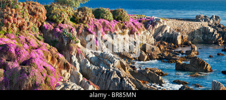 Fleurs violet usine à glace et l'océan. Pacific Grove, Californie Banque D'Images