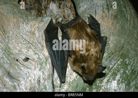 Petite chauve-souris brune Myotis lucifugus dans l'arbre creux E USA, par Gijsbert van Frankenhuyzen/Dembinsky photo Assoc Banque D'Images