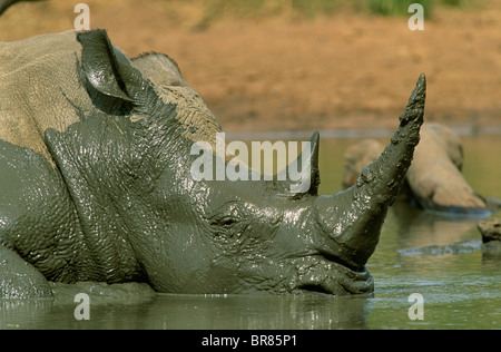 Rhinocéros blanc rhinocéros ou square-labiés Ceratotherium simum à hluhluwe umfolozi park se vautre de boue l'Afrique du Sud Banque D'Images