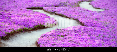 Purple ice plant fleurit et sentier. Pacific Grove, en Californie. Banque D'Images