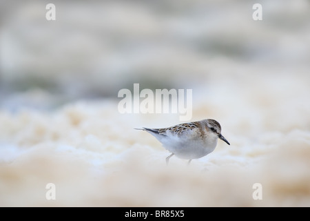 Peu de passage (Calidris minuta) dans la mousse. Août 2010 Banque D'Images