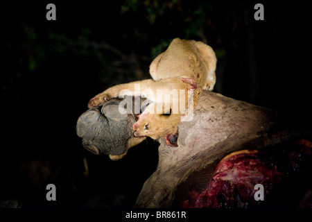 Lion cub manger hippopotame morts dans le parc national Kruger en Afrique du Sud Banque D'Images