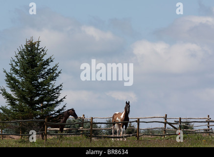 American Saddlebred deux chevaux beau paysage rural basse péninsule Michigan mi photos images Grande haute résolution horizontale aux États-Unis haute résolution US haute résolution Banque D'Images