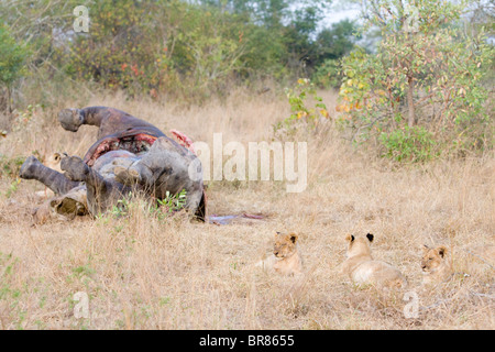 Des lionceaux avec dead hippo dans le parc national Kruger en Afrique du Sud Banque D'Images