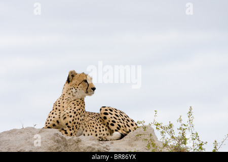 Cheetah dans Kruger National Park, Afrique du Sud Banque D'Images