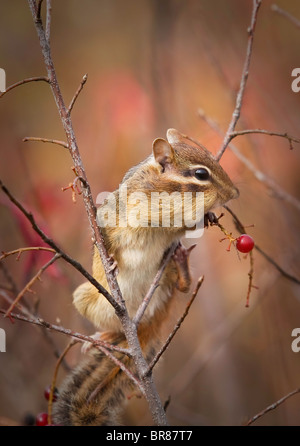Un mignon petit suisse - Tamias striatus - perché sur une branche est la farce les joues rouges avec les baies sauvages Banque D'Images