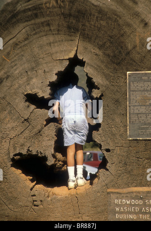 S'adapter à l'intérieur d'trou creux de séquoia géant de Californie - Parc national naturel nature forêt Banque D'Images