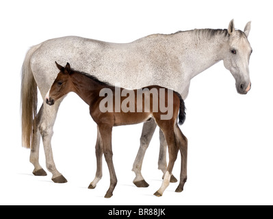 Jument et son poulain, 14 ans et 20 jours, in front of white background Banque D'Images