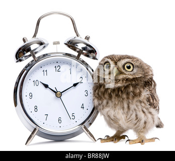 Petit hibou, 50 jours, Athene noctua, devant un fond blanc avec réveil Banque D'Images