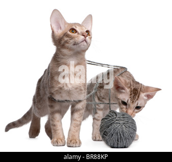 Ocicat deux chats, 13 semaines, jouant avec une pelote de laine Banque D'Images