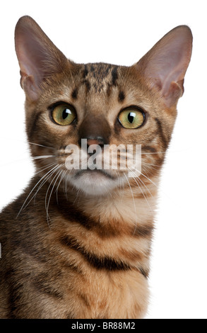 Close-up of Bengal Cat, 10 years old, in front of white background Banque D'Images